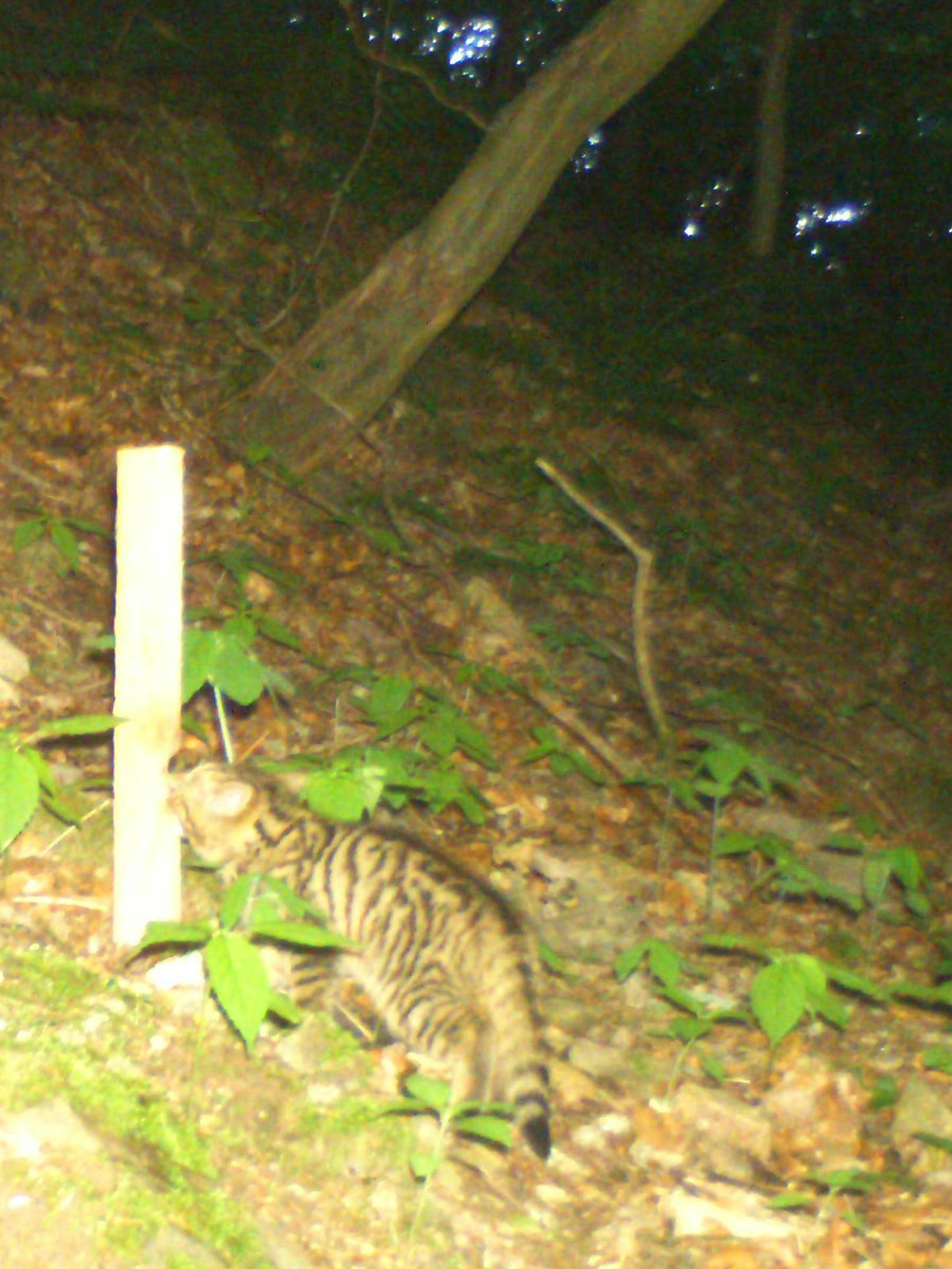 Diese junge Wildkatze ist im Sommer in der Wachau in eine Fotofalle getappt.