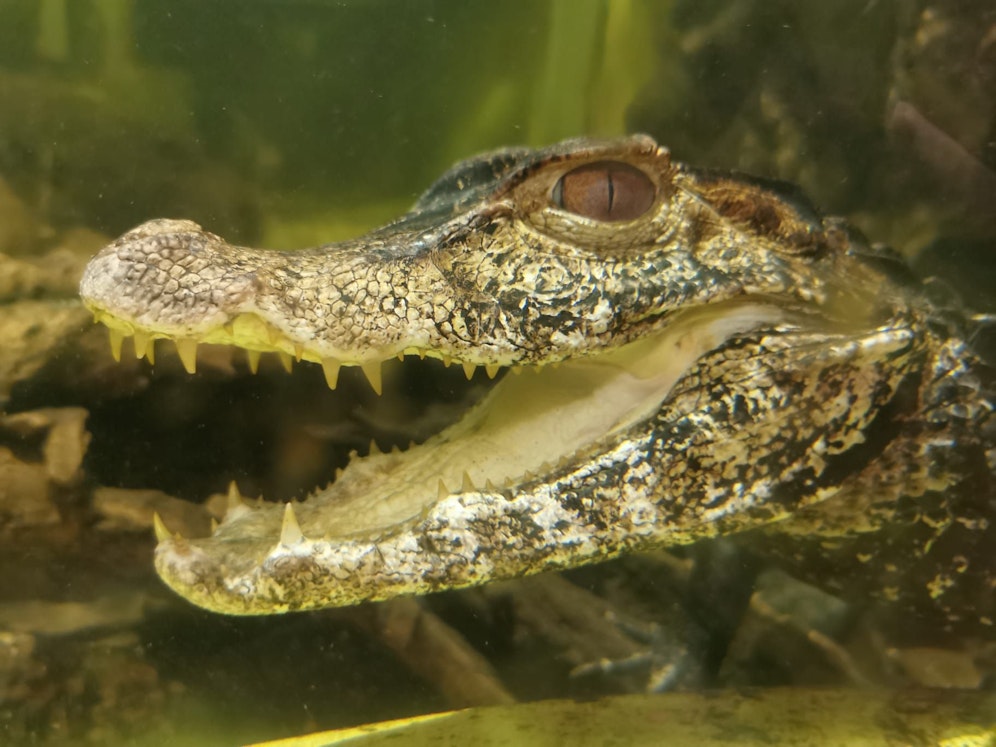 Kaiman Schnappi sucht ein artgerechtes Zuhause.