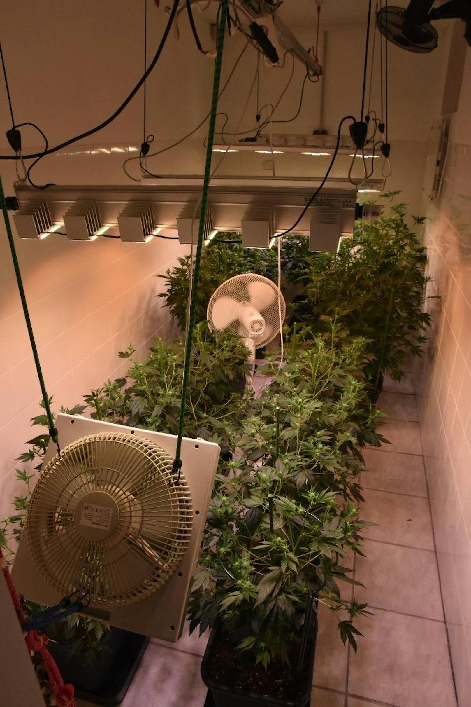 In einem Keller in Wien-Floridsdorf hat ein 50-Jähriger eine riesige Cannabisaufzuchtanlage betrieben.