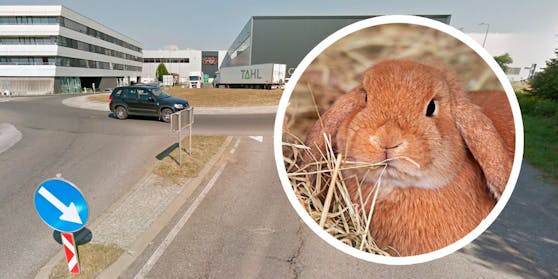Die Kaninchen wurden an einem Kreisverkehr in Werndorf ausgesetzt. (Symbolbild)