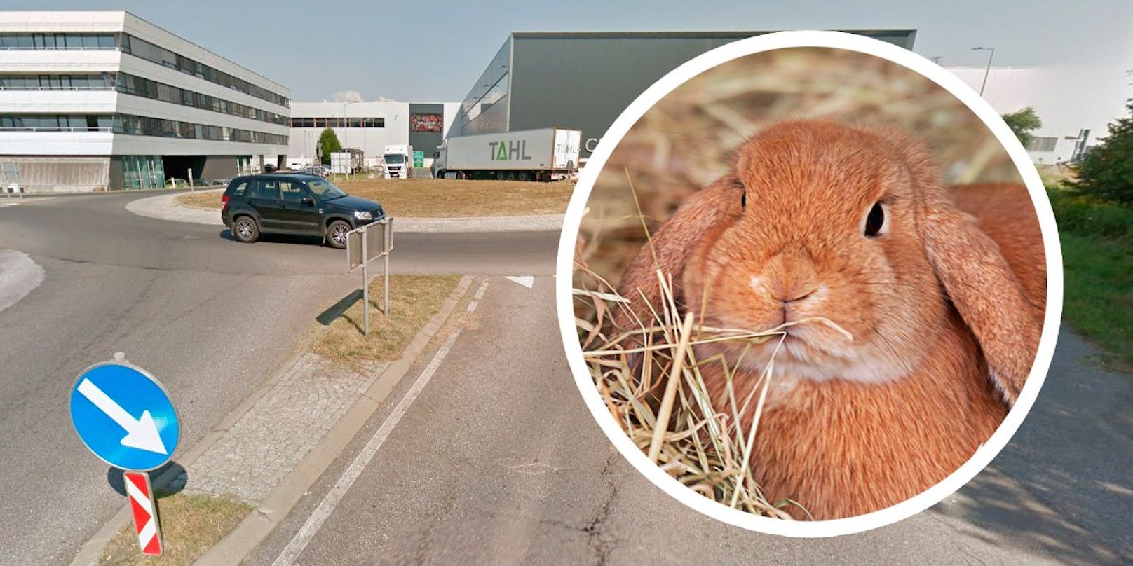 Süße Kaninchen bei Kreisverkehr ausgesetzt – tot