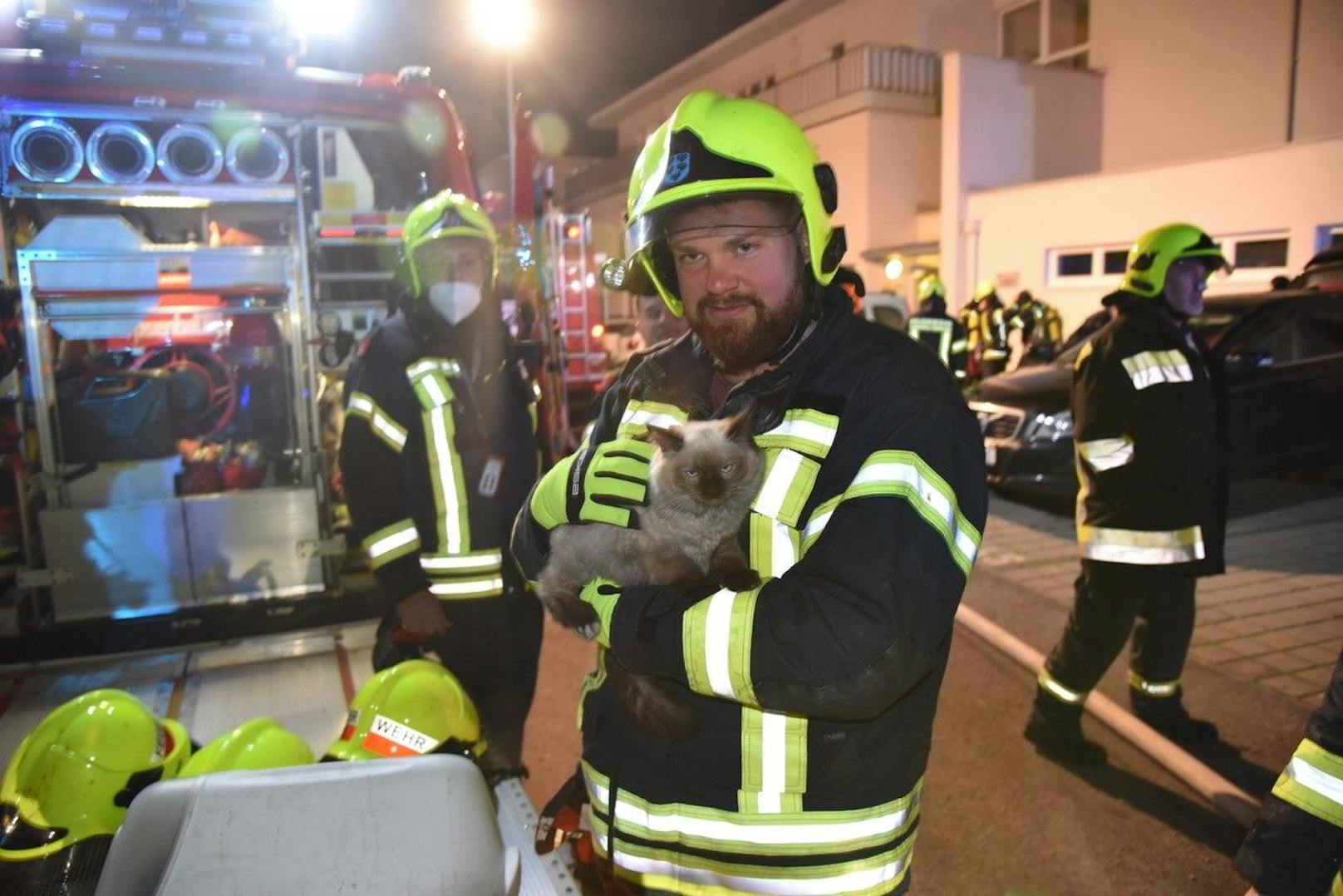 Zwei Katzen wurden aus einer brennenden Wohnung gerettet.