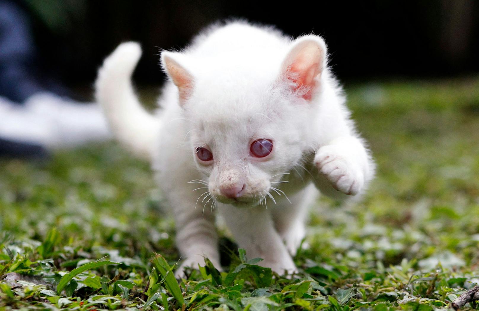 Entzückend ist das kleine Tierchen aber ganz besonders. 