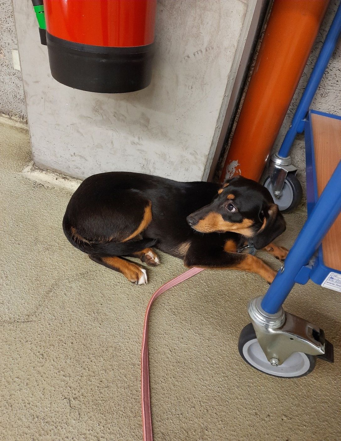 Der Hund konnte sicher seinem Besitzer übergeben werden.