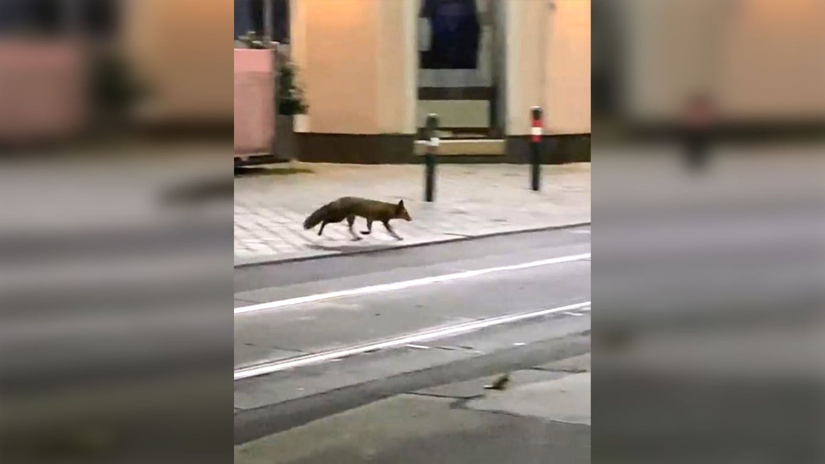 Süß! Ein Fuchs raste in der Nacht auf Freitag durch die Wiener Straßen.