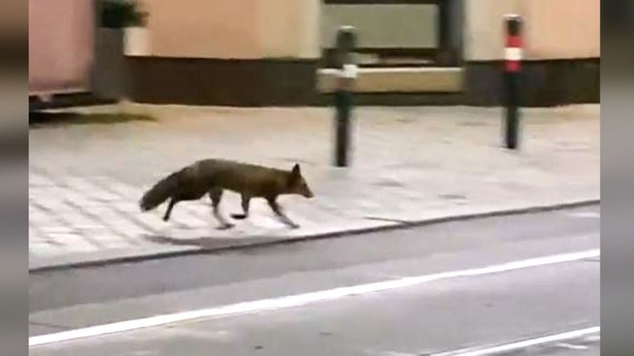 Süß! Ein Fuchs raste in der Nacht auf Freitag durch die Wiener Straße