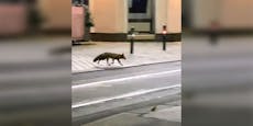 Wilder Fuchs flitzt durch die Straßen Hernals