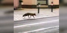 Wildtier-Experte spricht sich für Fuchsjagd in Wien aus