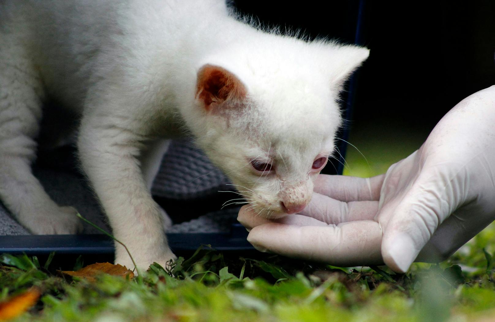 Im Naturschutzpark Medellin kam kürzlich ein Albino-Jaguarundi zur Welt. 