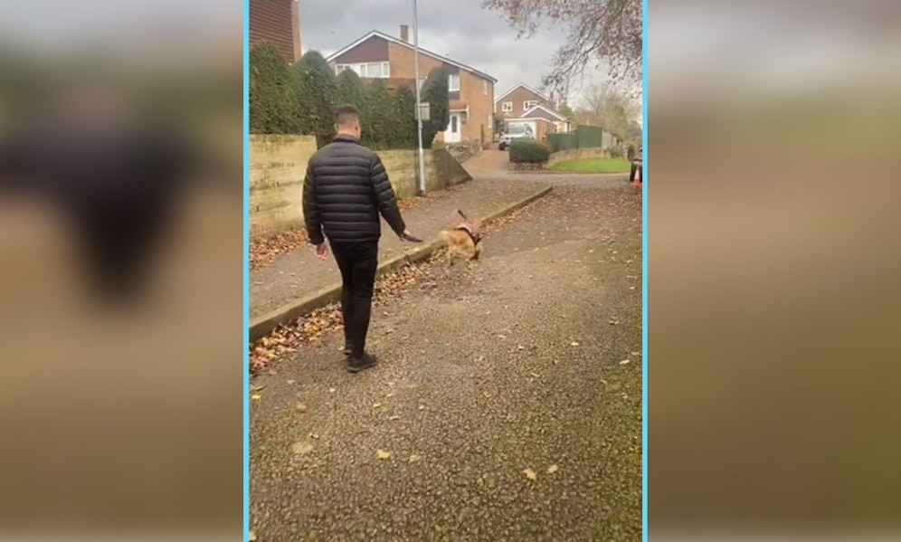 Der niedliche Cocker Spaniel 