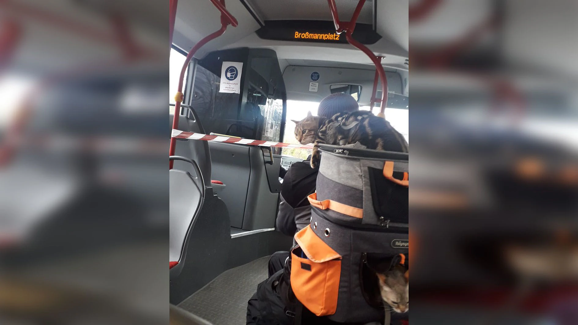 Mit zwei Katzen im Gepäck fuhr der Mann mit dem Bus die Alte Donau entlang