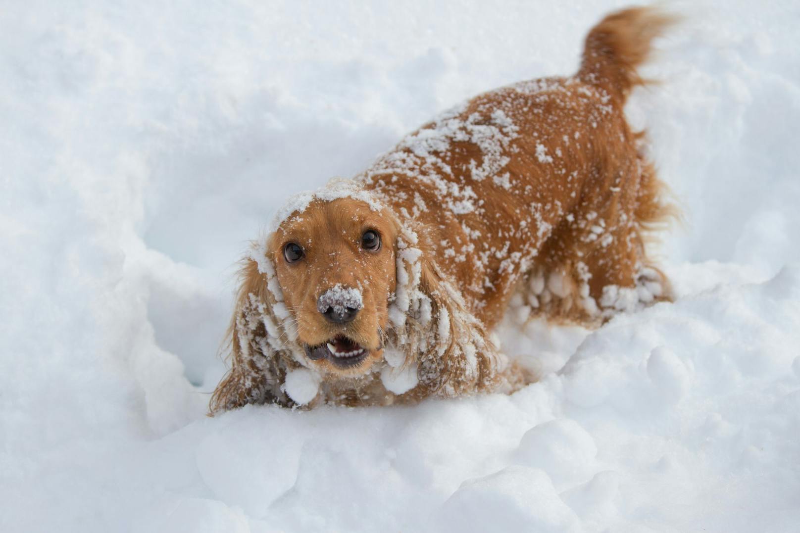 Hunde spielen oft gerne im Schnee. Doch auch für die Vierbeiner kann die Kälte gefährlich werden. (Symbolbild)