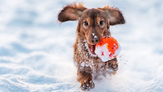 Hunde im Schnee haben meistens besonders viel Spaß. 
