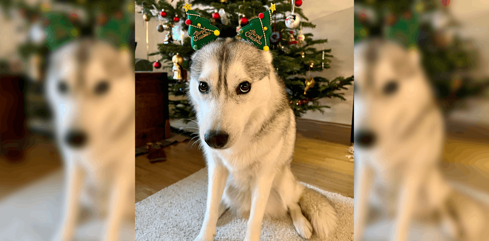 Die Finderin, Husky-Mädchen Stella.