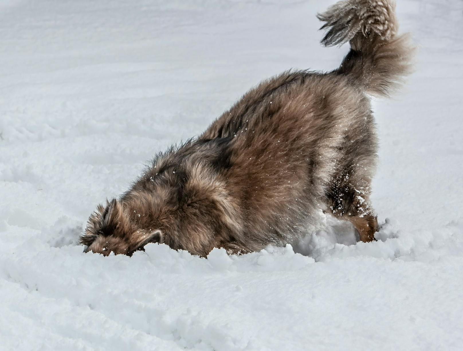 Auch die Gerüch nehmen die Hunde im Schnee viel intensiver wahr. 