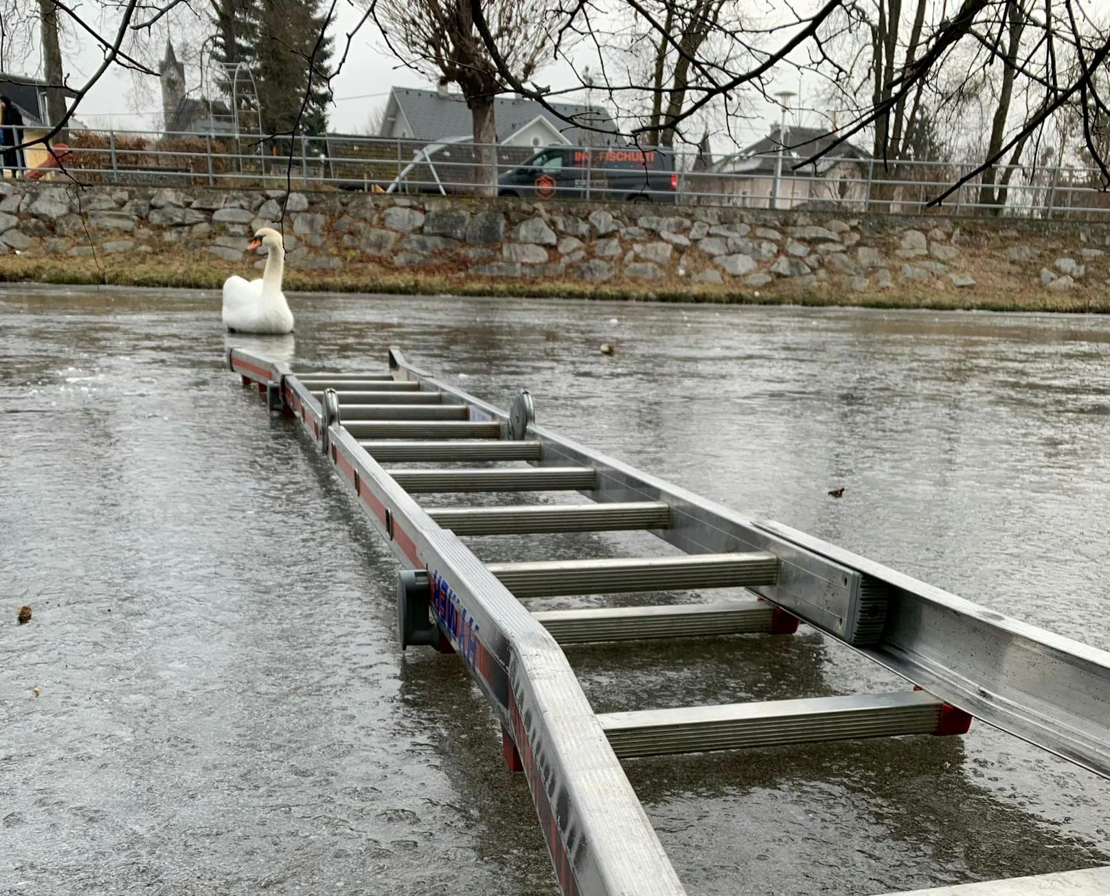 Mit Hilfe einer Leiter näherte man sich dem Schwan.