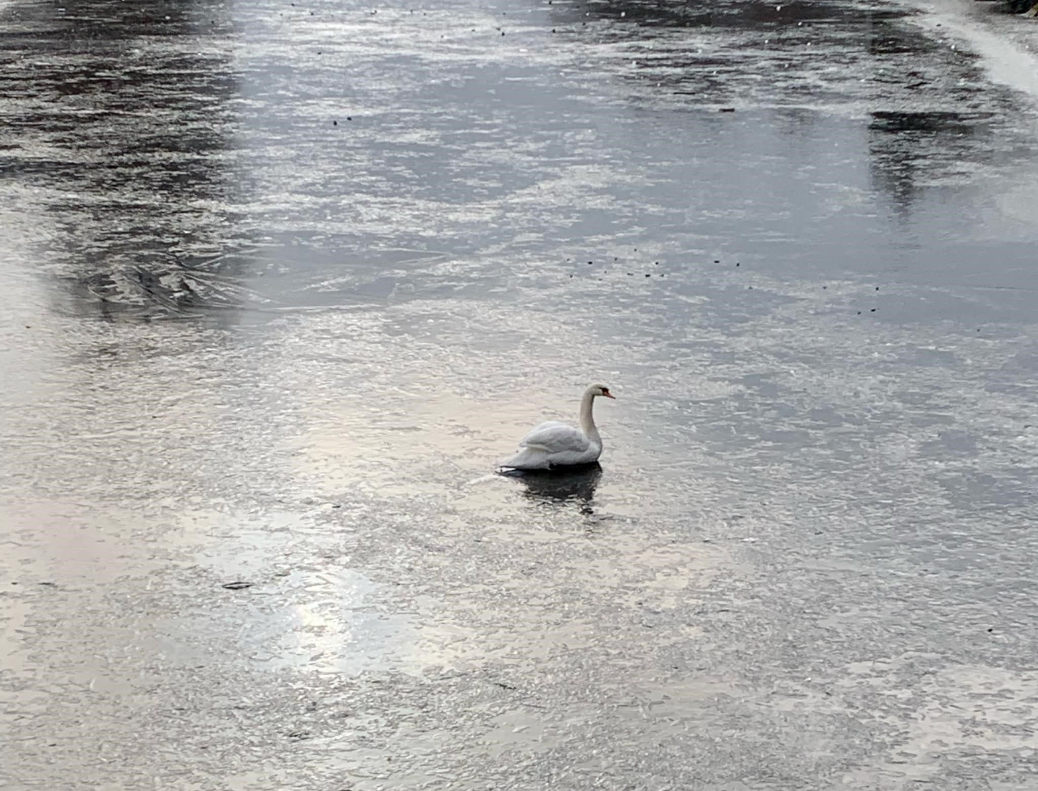 Der Schwan wurden aus dem Eis befreit.