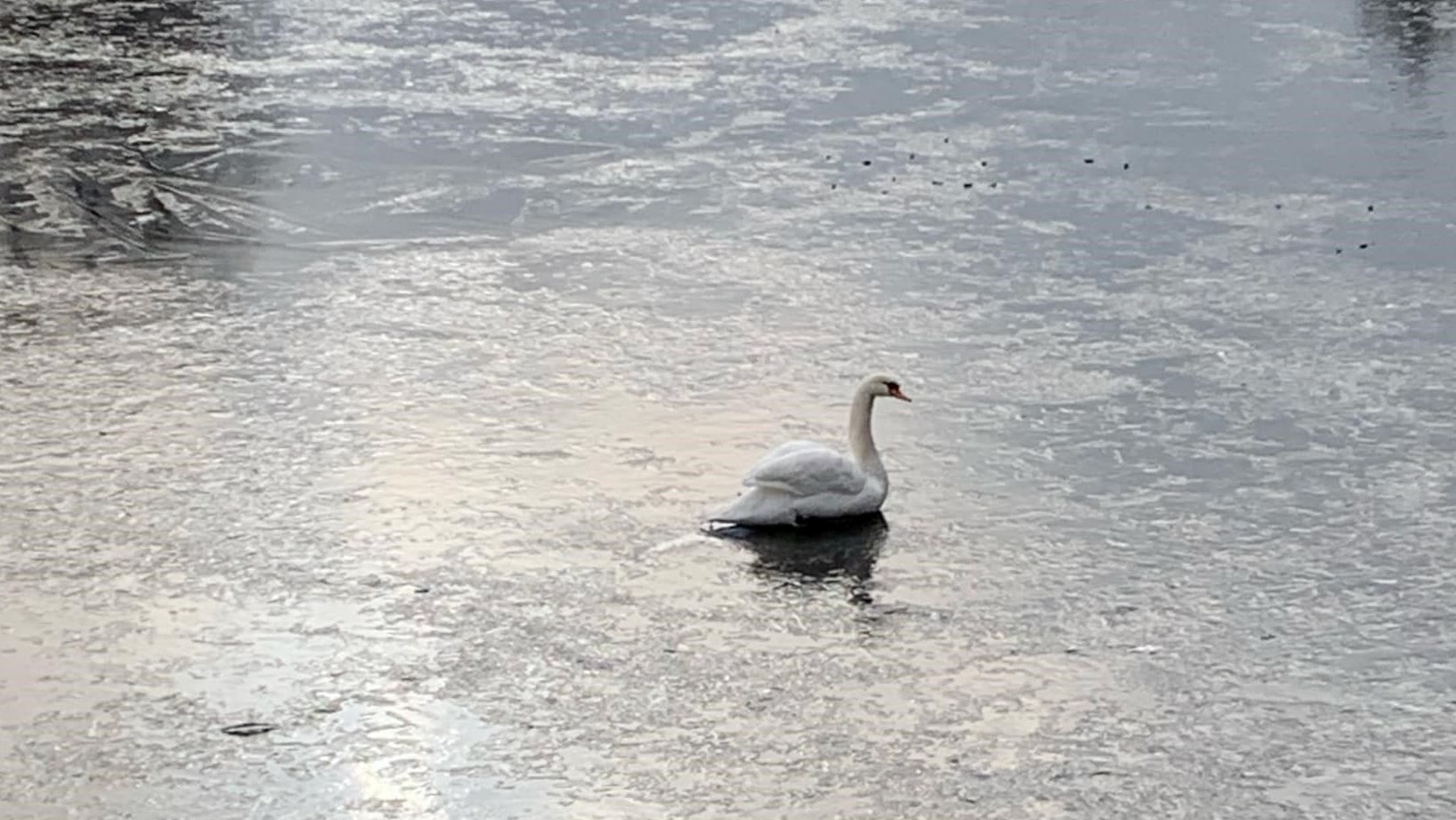 Der Schwan wurden aus dem Eis befreit.