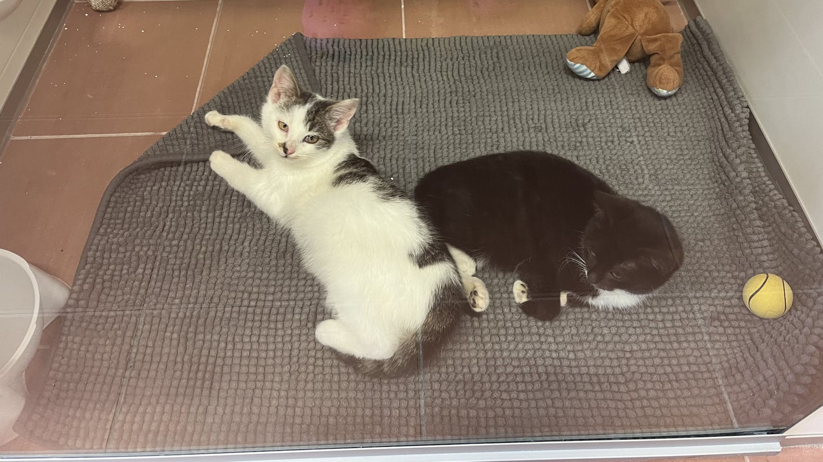Diese zwei Kätzchen sind nur zwei von unzähligen Haustieren, die im Dezember einfach neben oder IM Mistkübel gefunden wurden. 
