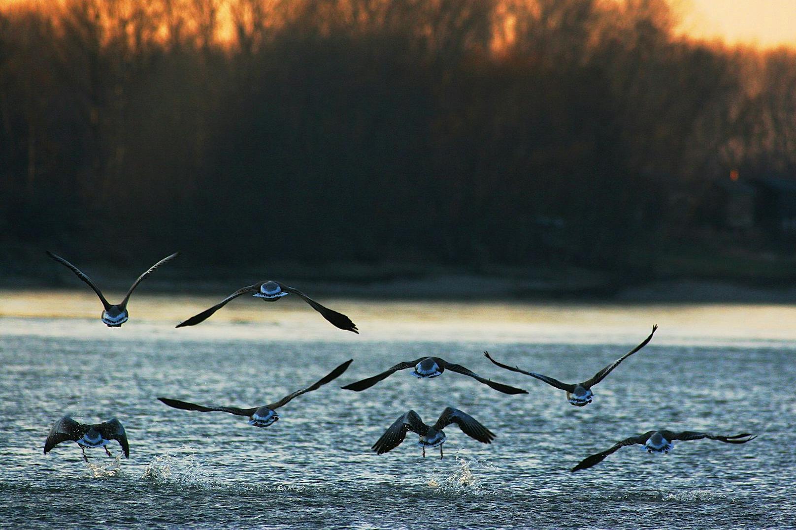 Wasservögel im Nationalpark