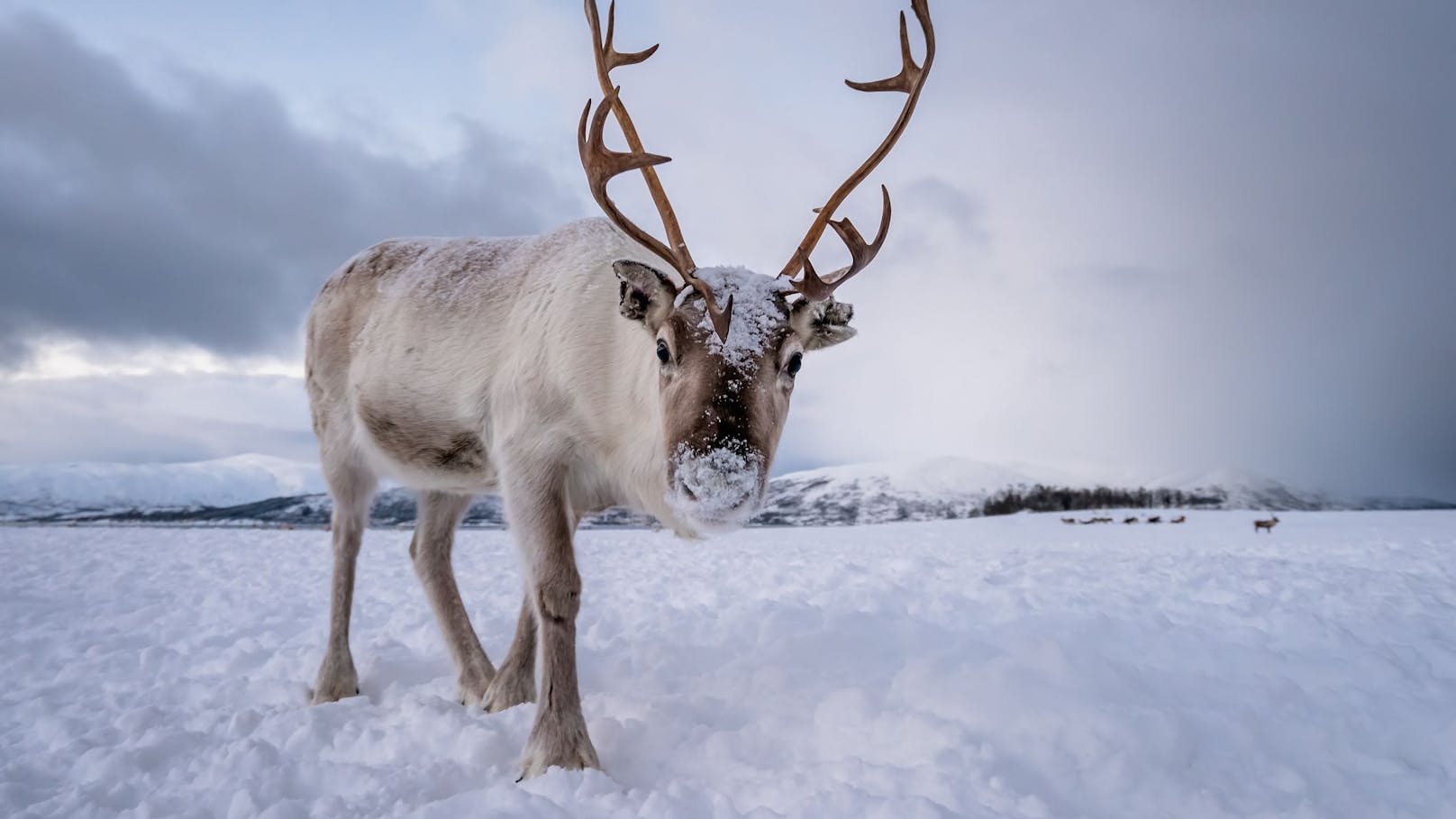Die Winter in Lappland sind den Rentieren zu warm. 