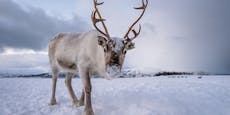 Im Winter zu warm - Lapplands Rentiere verhungern