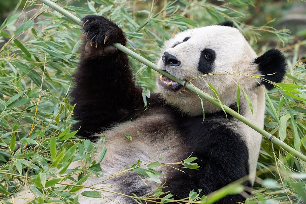 Bereits zum sechsten Mal in Folge wurde unser Tiergarten Schönbrunn zum besten Zoo in Europa gekürt. 