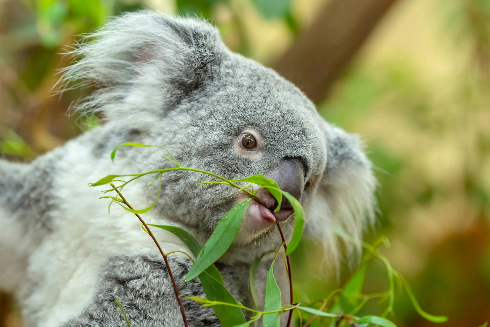 Der Eukalyptus ist natürlich auch sehr wichtig für die niedlichen Koalas. <br>