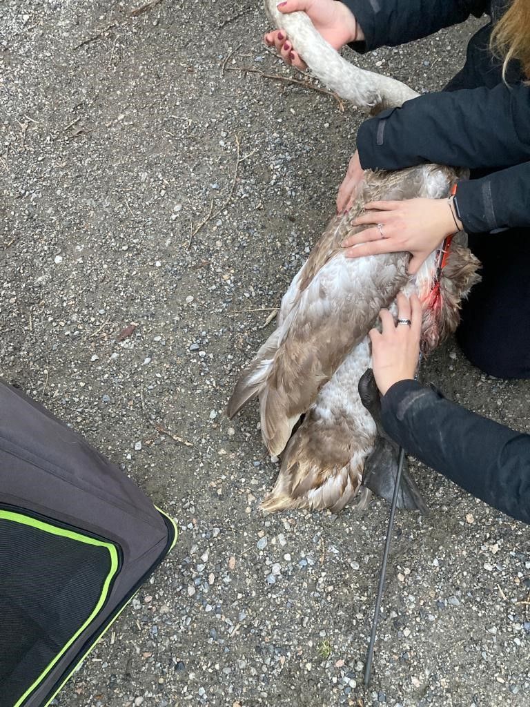 Der Schwan überlebte die Attacke.