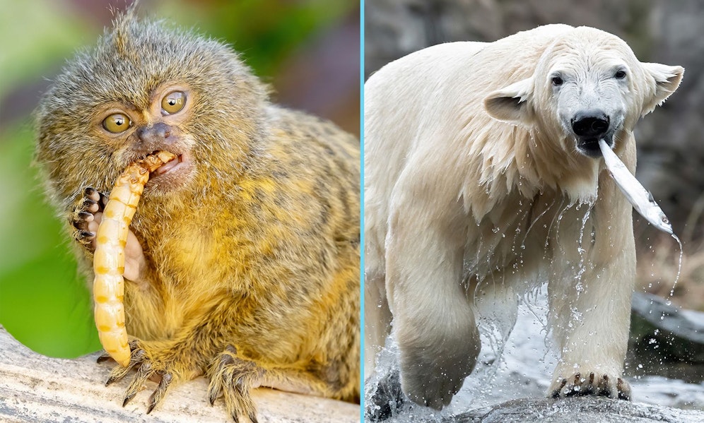 Klar, viele Tiere - viel Futter, doch wie viel genau verraten uns die Tierpfleger vom Tiergarten Schönbrunn.  