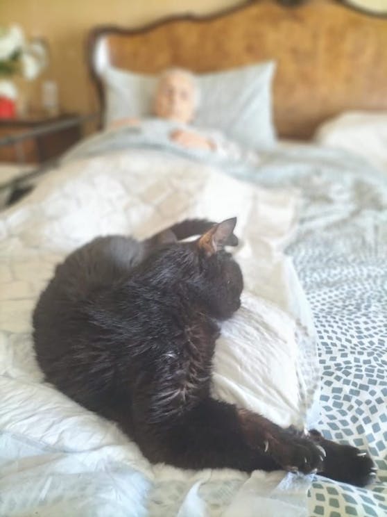 Mti diesem Foto verabschiedete Marisa Gemmellaro ihre Mutter mit ihrer Katze. 