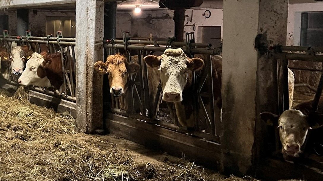 Wieder zurück: Die Feuerwehr Kirchschlag brachte die 20 Kühe wieder in den Stall.