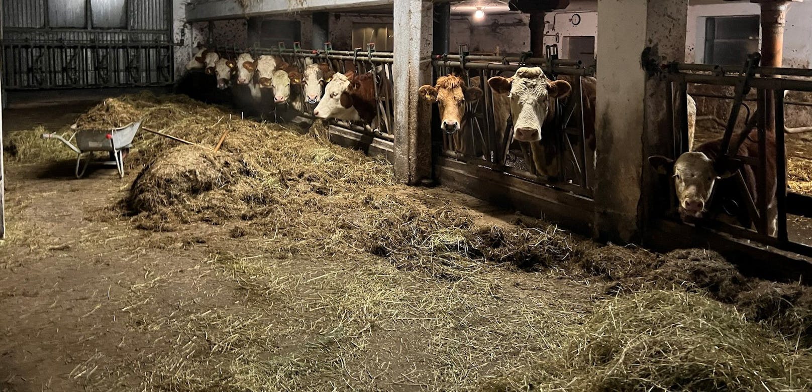 Aus Stall geflüchtet – Feuerwehr jagt 20 Kühe