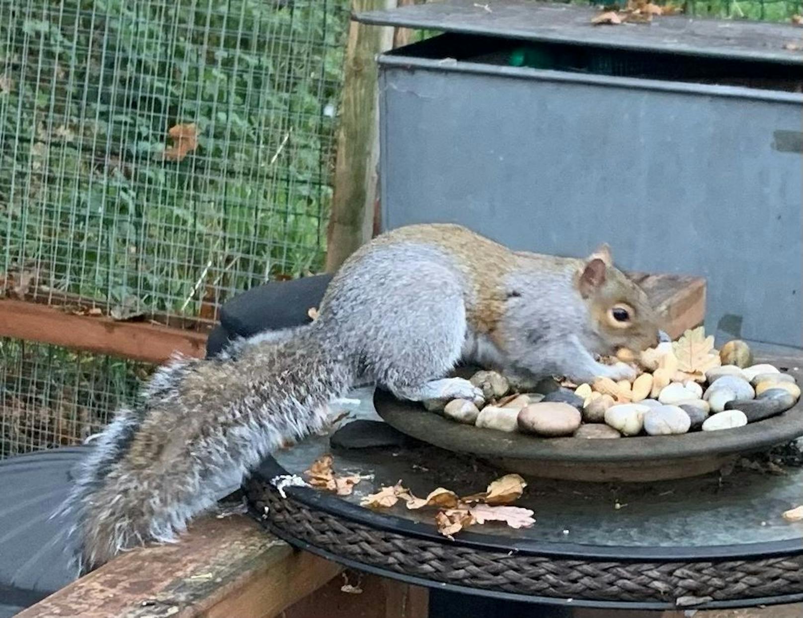 Ein kleines Eichhörnchen hält die Bewohner im britischen Buckley ordentlich auf Trab. <br>