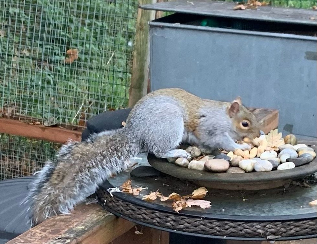 Heute.at - Es lauert - Eichhörnchen terrorisiert Kleinstadt