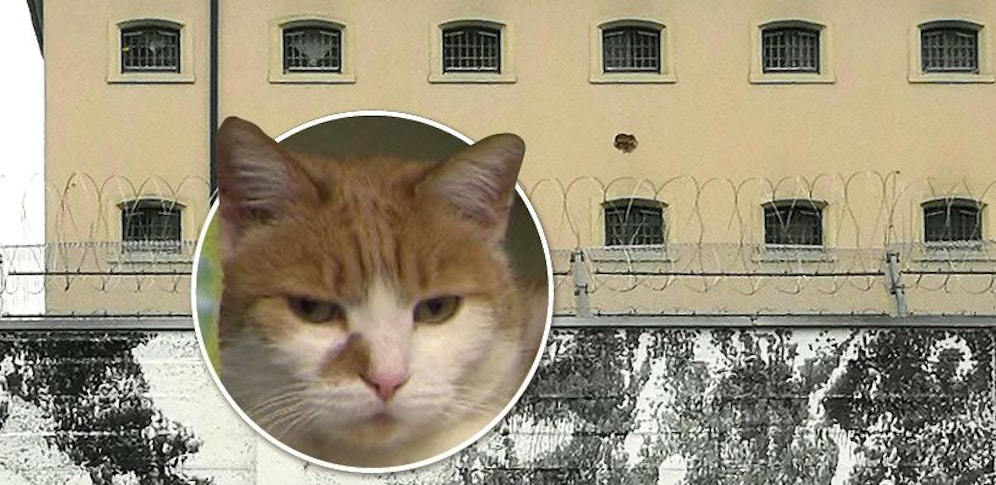 Tierische Insassen wie 