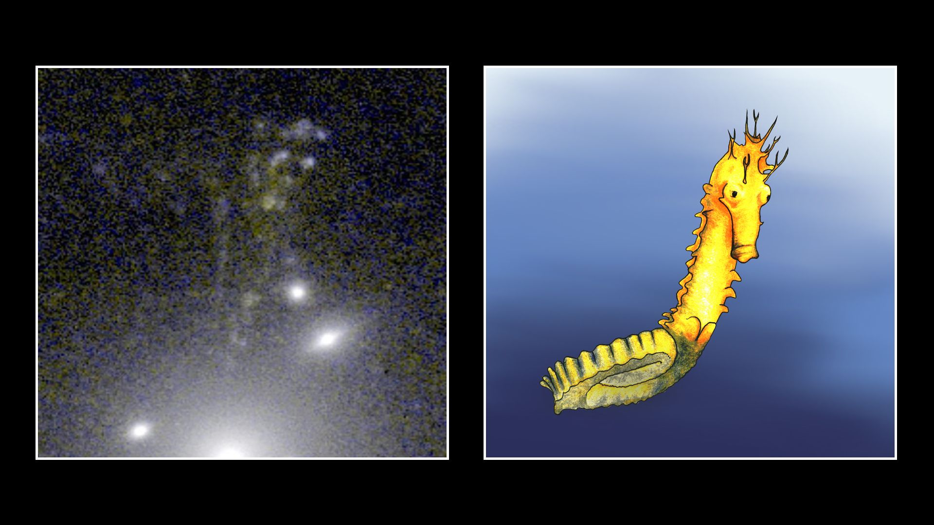 Die "Seepferdchen-Galaxie" hat ihren Namen aufgrund ihrer ähnlichen Form.