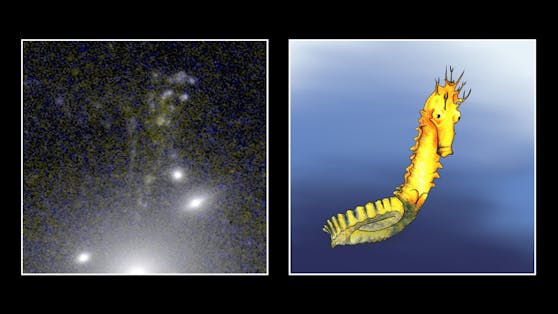 Die "Seepferdchen-Galaxie" hat ihren Namen aufgrund ihrer ähnlichen Form.