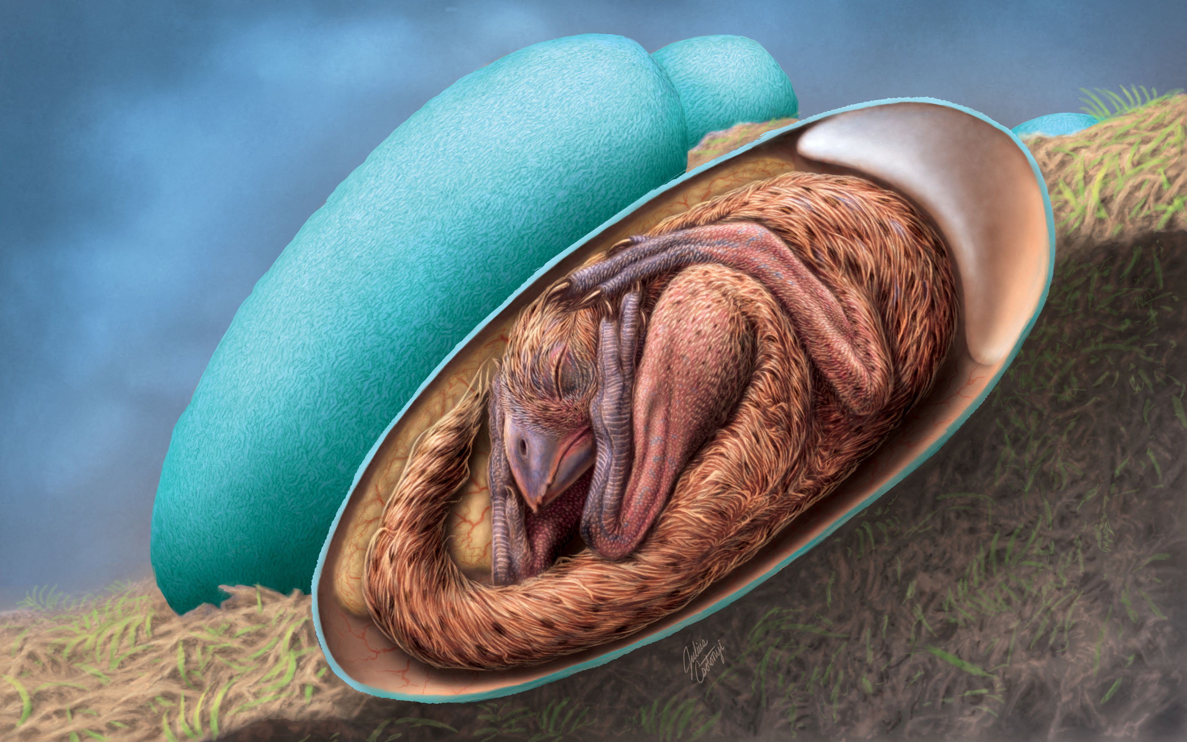 Drawing by Julius Csotonyi shows a life reconstruction of a close-to-hatching oviraptorosaur embryo based on the new specimen "Baby Yingliang", in this handout image obtained by Reuters on December 22, 2021. Supplied by Lida Xing/Handout via REUTERS THIS IMAGE HAS BEEN SUPPLIED BY A THIRD PARTY. MANDATORY CREDIT. NO RESALES. NO ARCHIVES