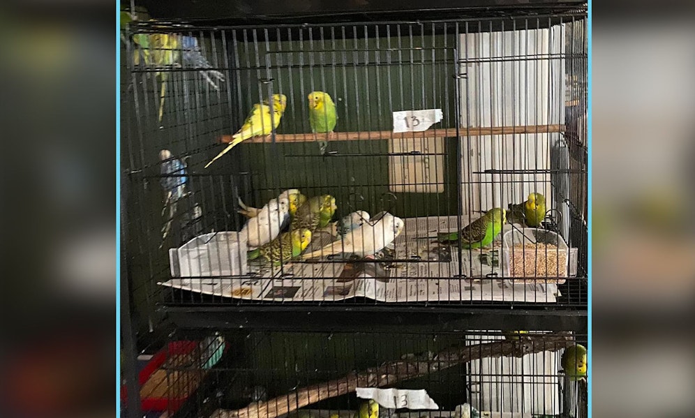 Insgesamt 836 Wellensittiche wurden von einem Tier-Messi abgegeben. 