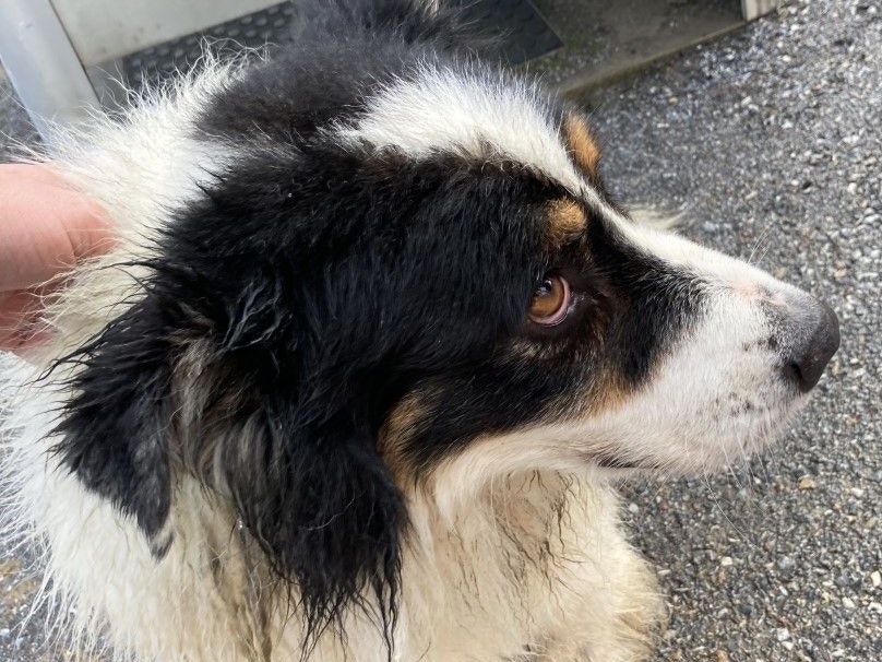 Die Hündin war bei der Rettung total erschöpft.