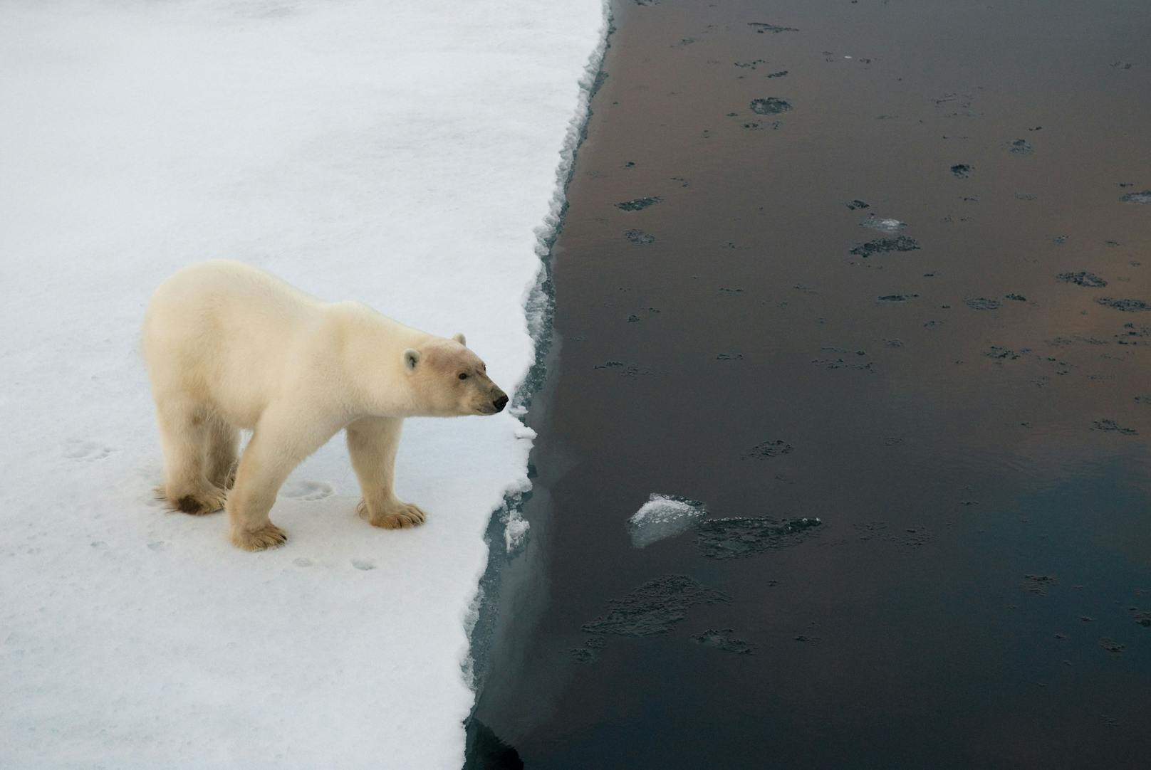 <strong>Eisbären</strong>: Die Sommer der vergangenen Jahre brachten Rekordtemperaturen über den arktischen Landmassen.