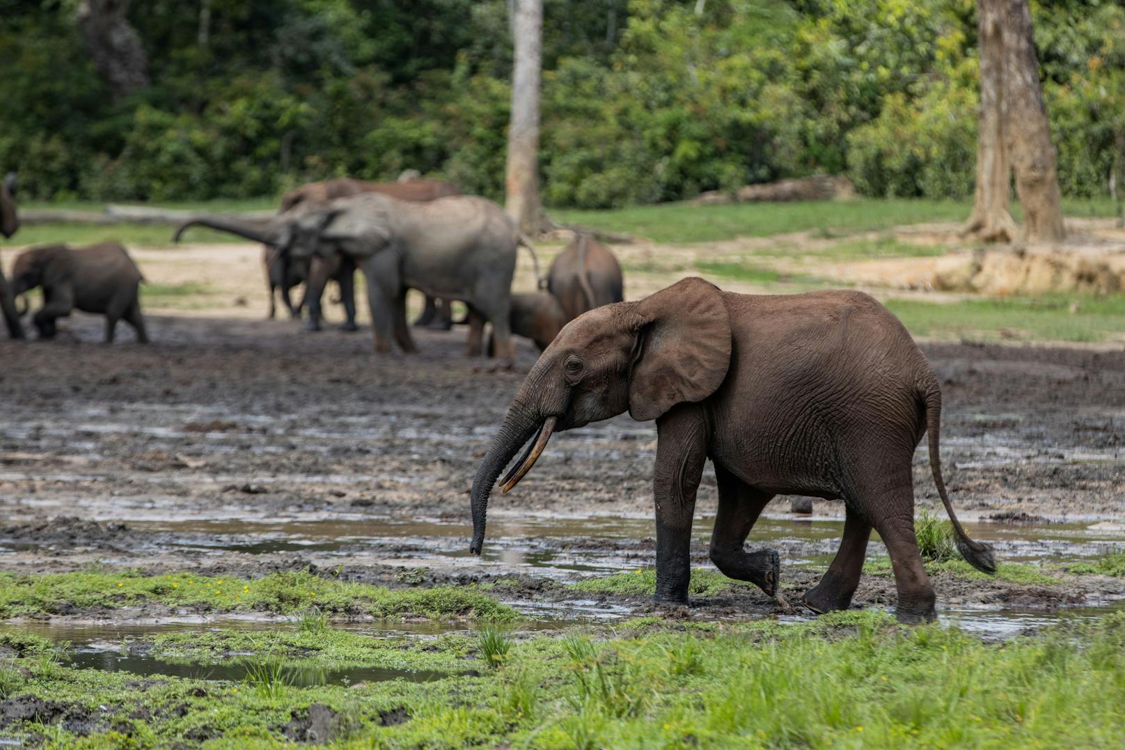 <strong>Afrikanische Waldelefanten</strong>: Den Afrikanischen Waldelefanten, der in den Regenwäldern Zentral- und Westafrikas lebt, führt die Rote Liste nun als „vom Aussterben bedroht“. Die Bestände brachen um mehr als 86 Prozent innerhalb von 31 Jahren ein.