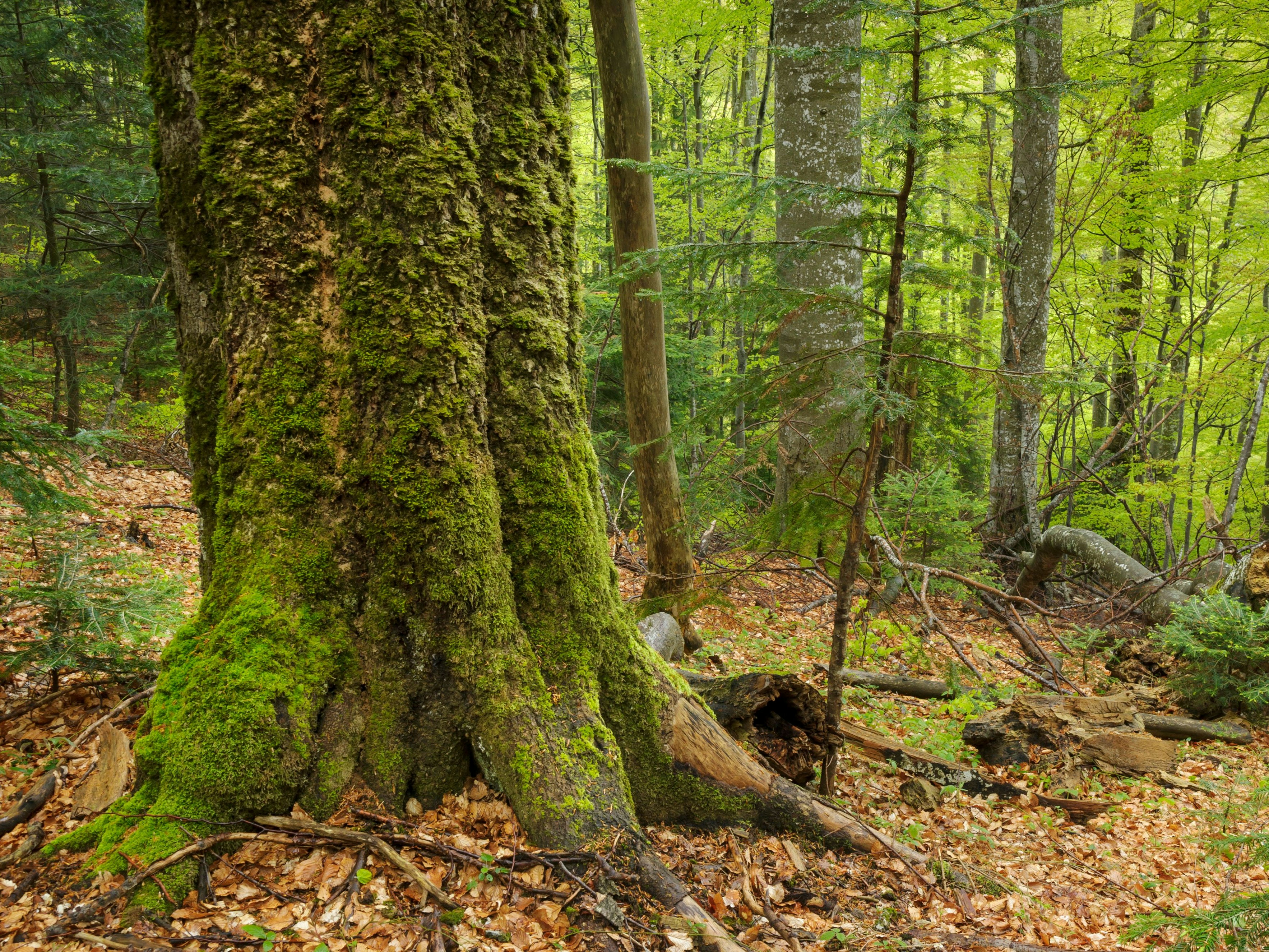 Nicht ausreichend geschützter Urwald im rumänischen Fagaras-Gebirge. Das Foto stammt aus dem Jahr 2016 - der Paradieswald wurde in der Zwischenzeit teilweise umgesägt...  