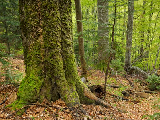 Nicht ausreichend geschützter Urwald im rumänischen Fagaras-Gebirge. Das Foto stammt aus dem Jahr 2016 - der Paradieswald wurde in der Zwischenzeit teilweise umgesägt.