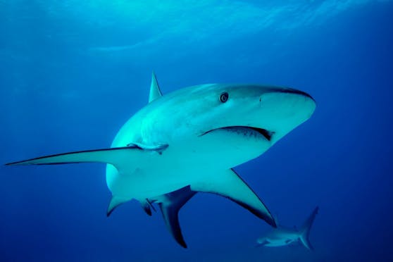 Ein Hai attackierte in der Karibik einen Urlauber aus Italien. Der Mann starb kurz nach der Attacke.