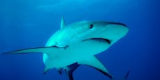 Hai-Alarm auf Karibik: Urlauber stirbt nach Attacke