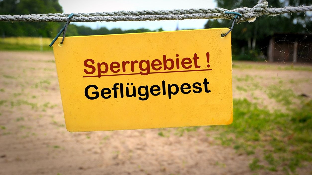 Geflügelpest-Alarm in der Steiermark.