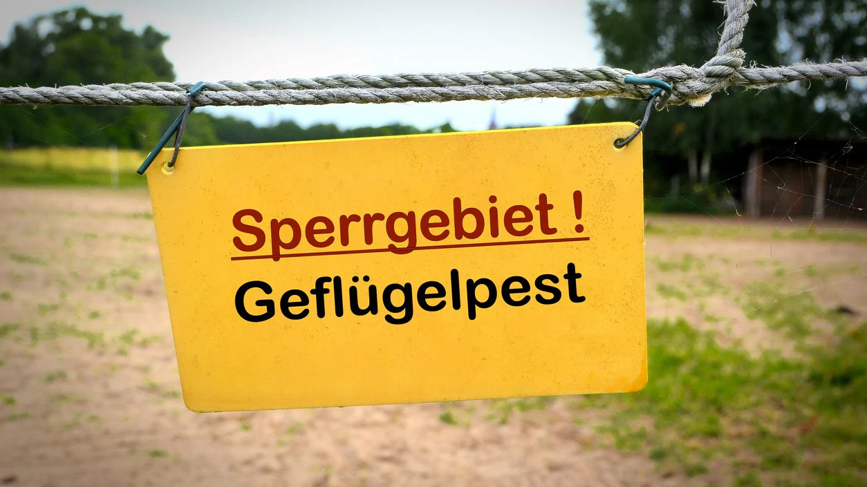 Geflügelpest-Alarm in der Steiermark.