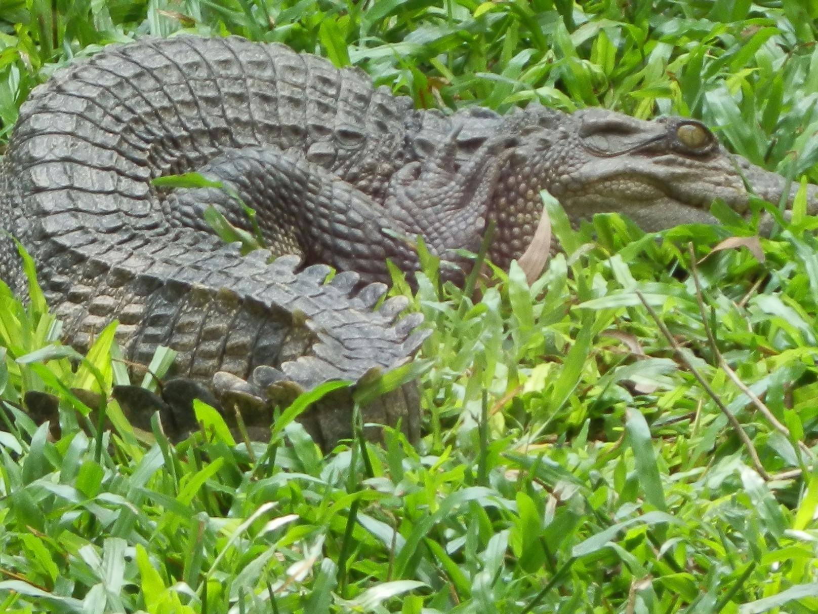 <strong>Siam-Krokodil in Kambodscha</strong>: Auf einer Forschungsmission entdeckte der WWF acht Jungtiere des vom Aussterben bedrohten Siam-Krokodils. Seit über zehn Jahren ist es die erste nachgewiesene natürliche Fortpflanzung dieses Süßwasserkrokodils in Ost-Kambodscha.